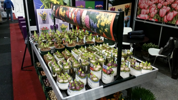 'Trade Fair' Aalsmeer 2015