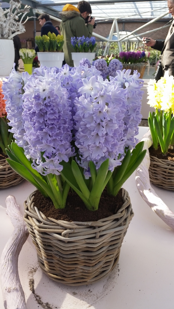 Keukenhof 2016