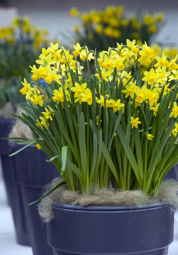 Keukenhof 2016