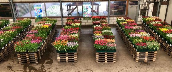 Tulip Trade Event 2019