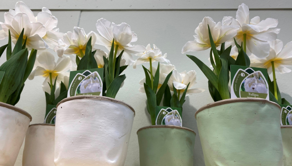 IPM Essen 2022