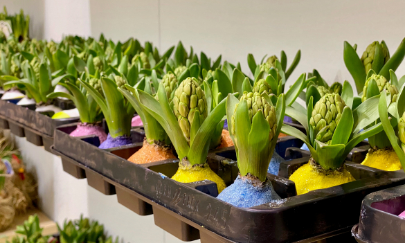 IPM Essen 2022