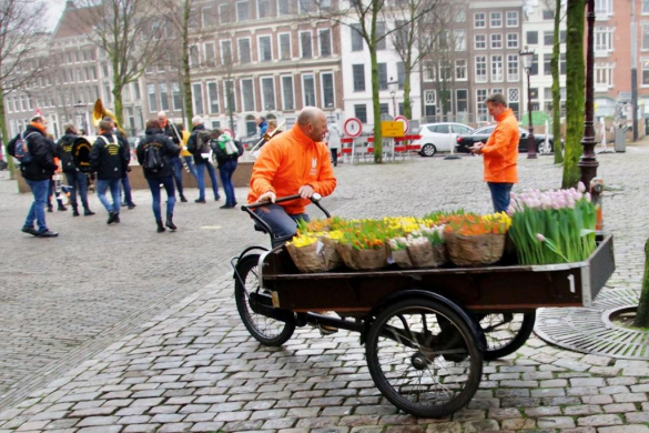 Dzień Tulipanów w Amsterdamie