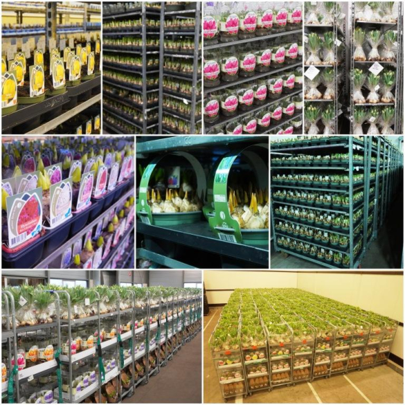 Spring delivery to Customers