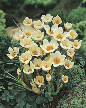 chrys. Cream Beauty
