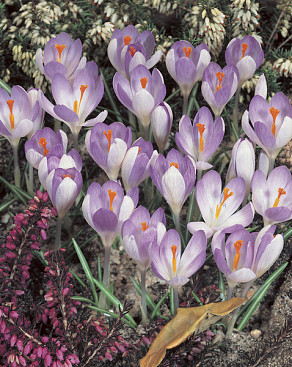 tommasinianus