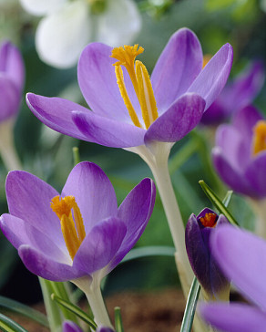 tom. Barr's Purple