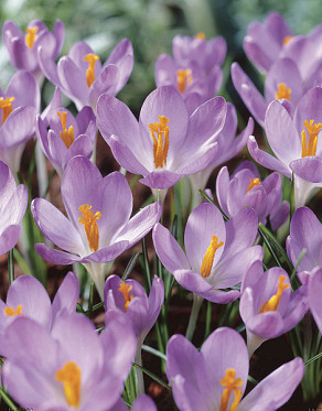tom. Barr's Purple