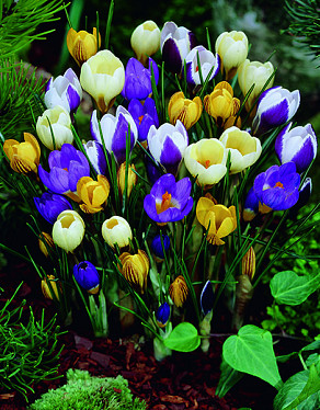 chrys. Spec. Crocus Gemengd