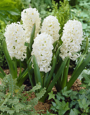 Topwhite