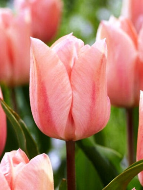 Apricot Beauty