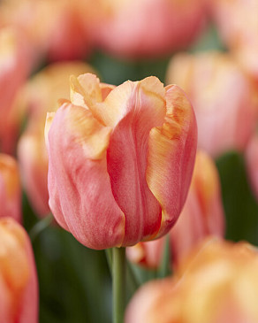 Astronaut Andre Kuipers®