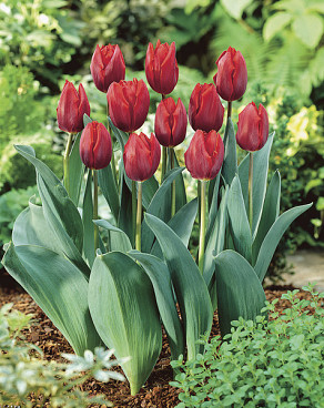 Couleur Cardinal