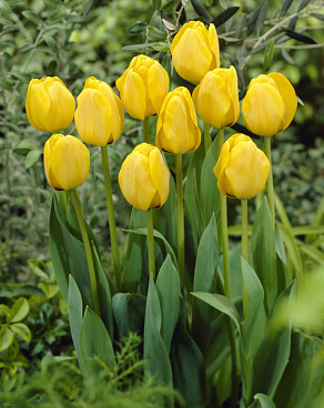 Golden Apeldoorn
