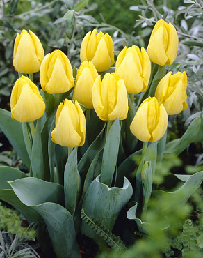 Golden Miracle