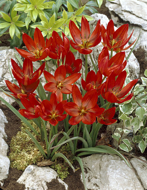 Hageri Splendens