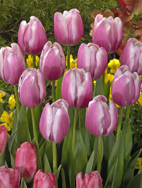 Jumbo Pink