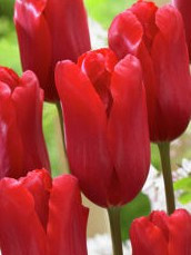 Red Proud