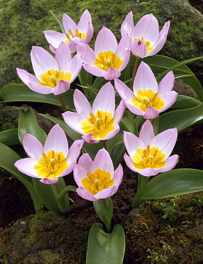 Lilac Wonder