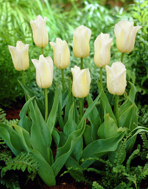 Agrass White