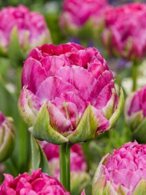 Wicked in Pink®