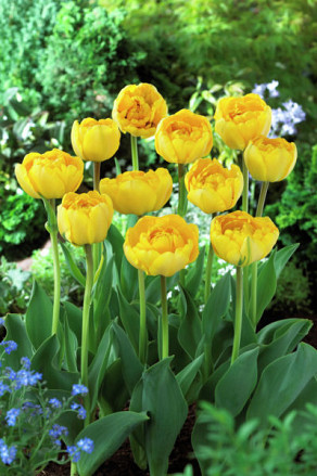 Yellow Pompenette
