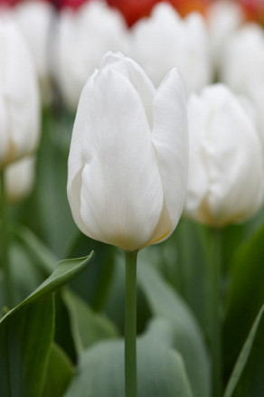 White Prince