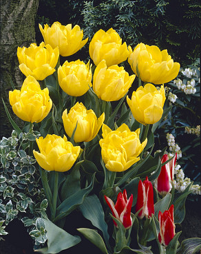 Monte Peony