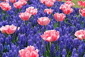 Colour Interplay