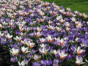 Promise of Spring