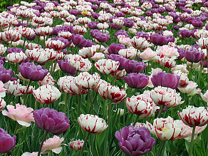 Spring Peonies