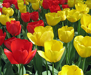 Strong Colours