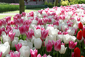 Think Pink
