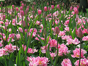 Two Layers of Pink