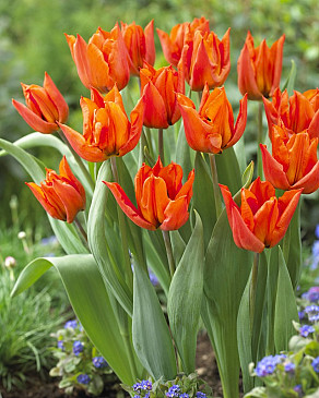 Yokohama Orange