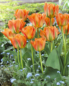 Orange Emperor