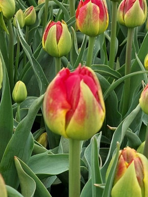 Tropical Sensation®