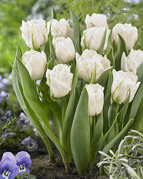 White Desire