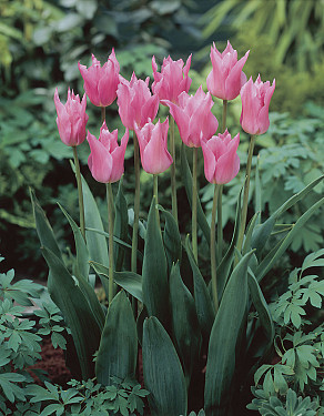 China Pink