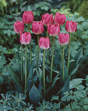 Up Pink