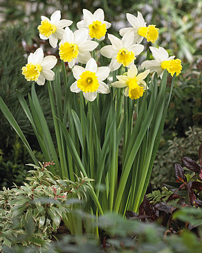 Wisley