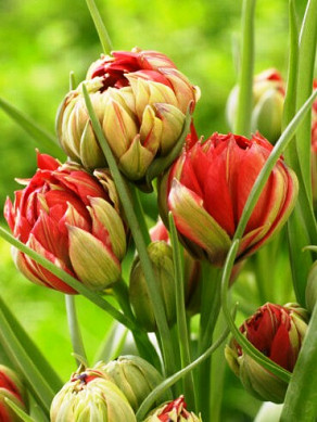 humilis