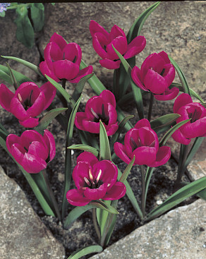 Pulchella Violacea