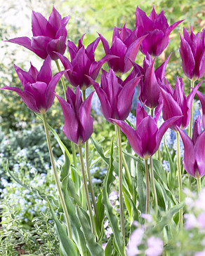 Purple Dream