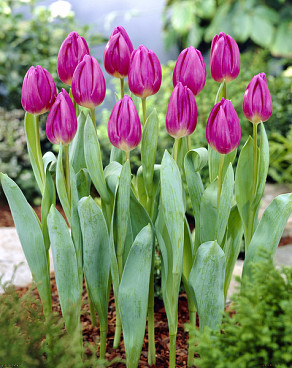 Purple Flag