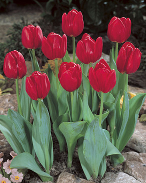 Red Best