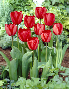 Red Impression