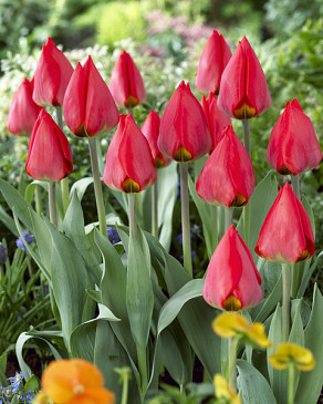 Red Paradise