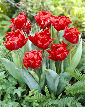 Red Princess