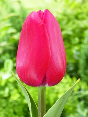Pink Ribbon®